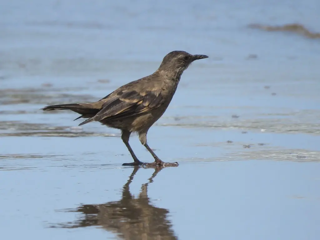 逐浪抖尾地雀(Cinclodes taczanowskii)