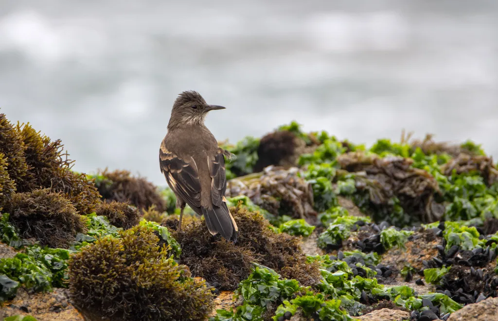 逐浪抖尾地雀(Cinclodes taczanowskii)