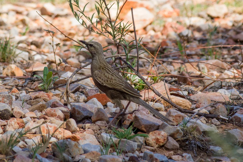 褐鹨莺(Cincloramphus cruralis)