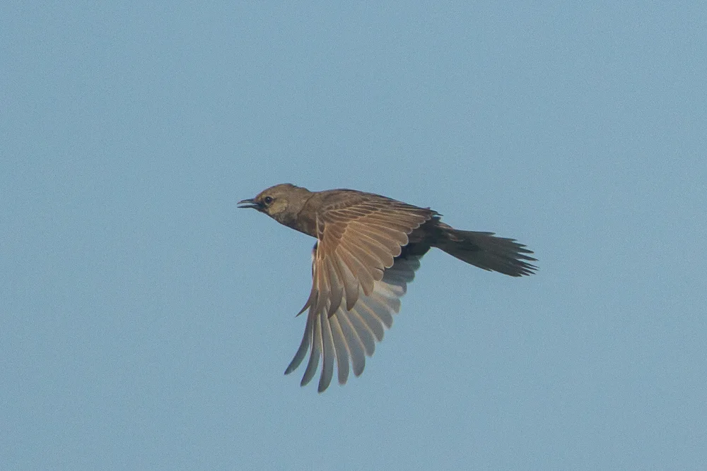 褐鹨莺(Cincloramphus cruralis)