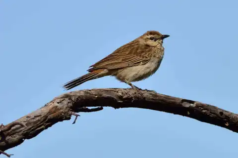 棕鹨莺
