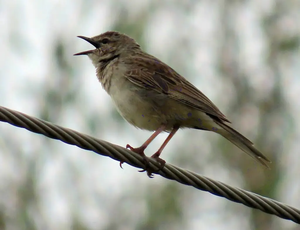 棕鹨莺(Cincloramphus mathewsi)