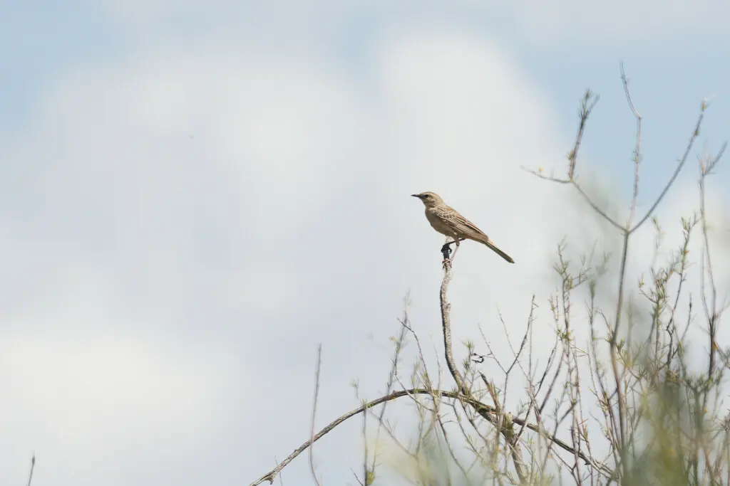棕鹨莺(Cincloramphus mathewsi)