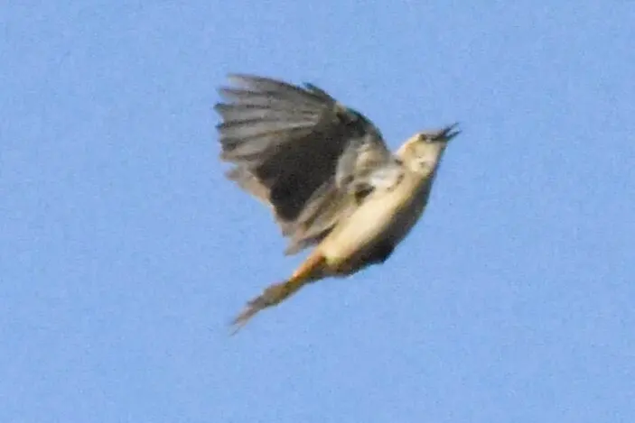 棕鹨莺(Cincloramphus mathewsi)