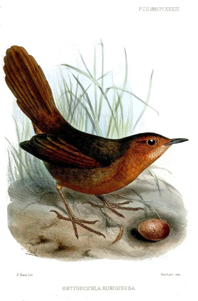 锈色草莺(Cincloramphus rubiginosus)