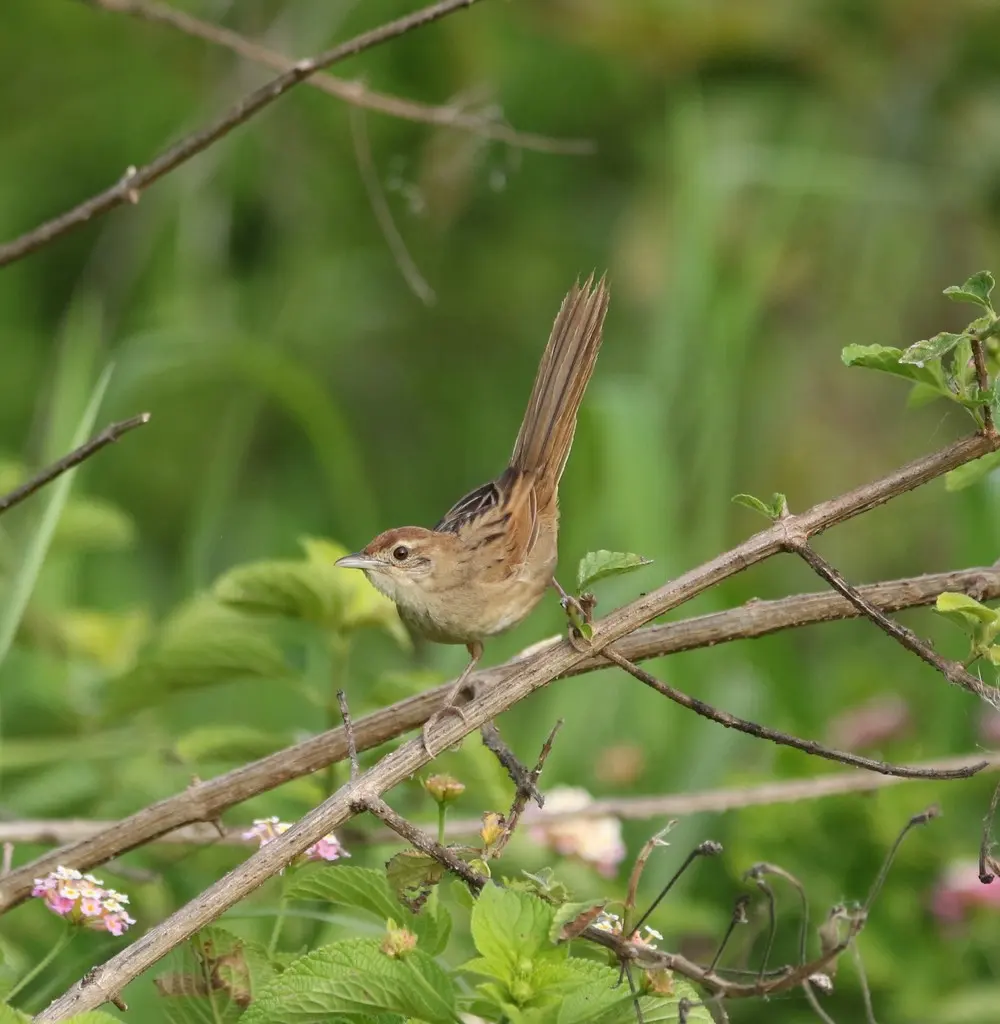 棕顶大尾莺（Cincloramphus timoriensis）