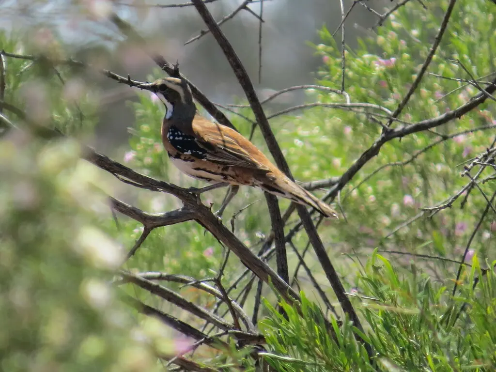 栗胸鹑鸫(Cinclosoma castaneothorax)