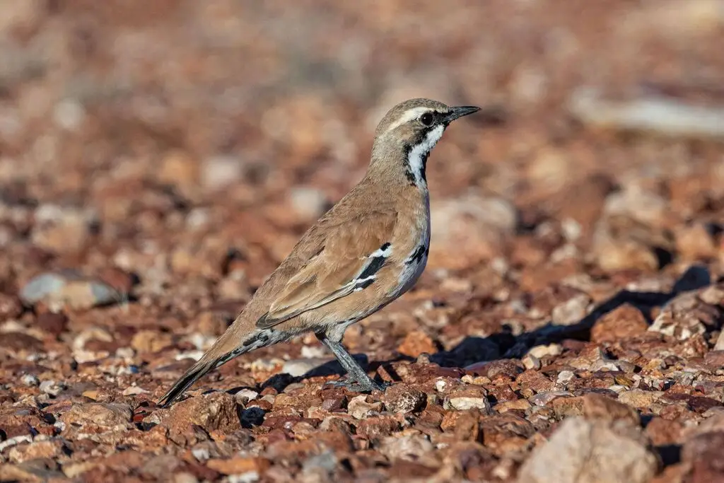 桂红鹑鸫(Cinclosoma cinnamomeum)
