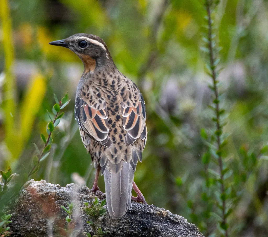 斑鹑鸫(Cinclosoma punctatum)