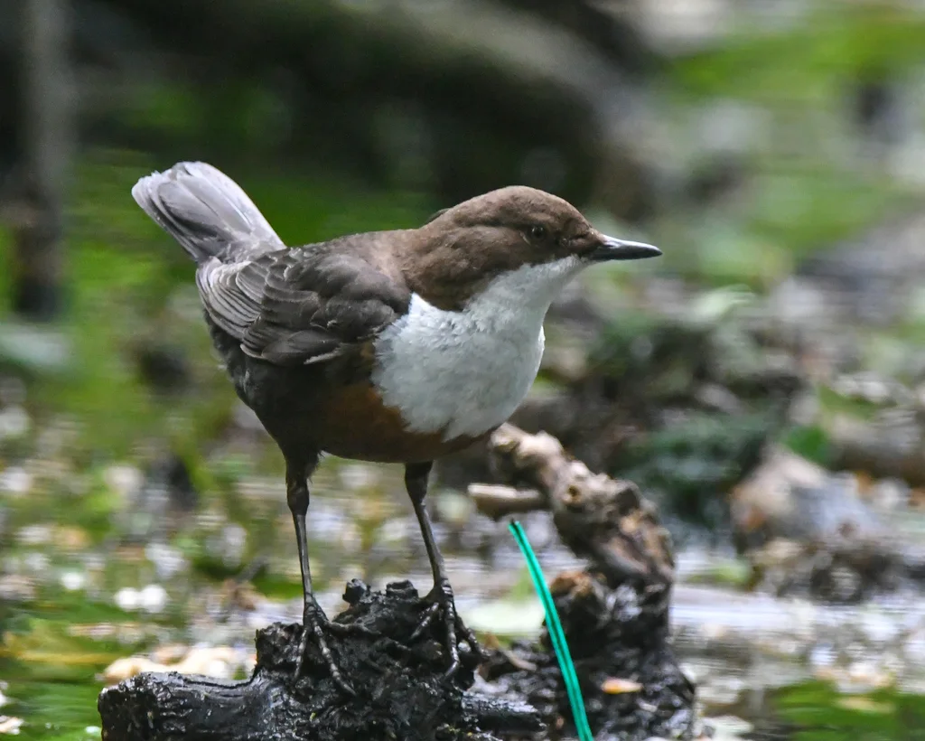 河乌（Cinclus cinclus）