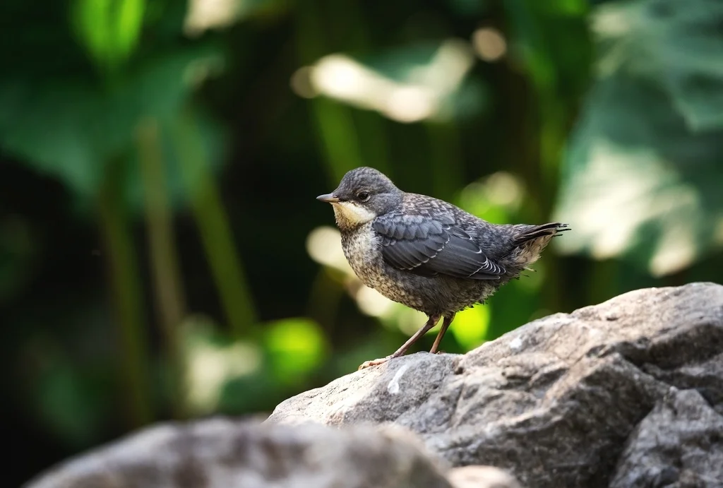 河乌（Cinclus cinclus）