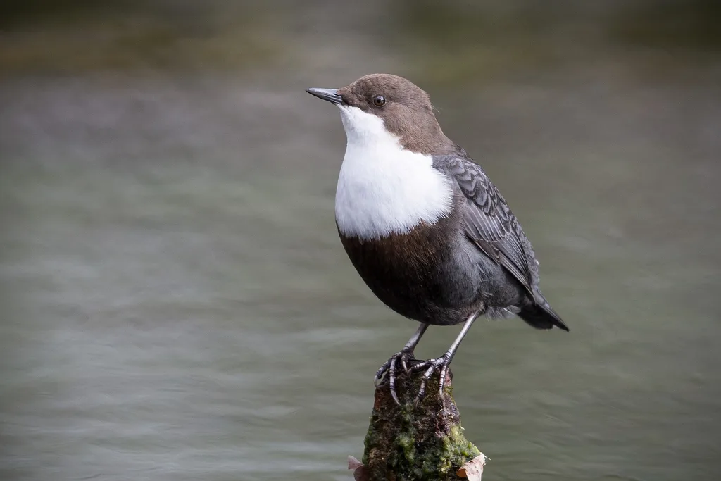 河乌（Cinclus cinclus）