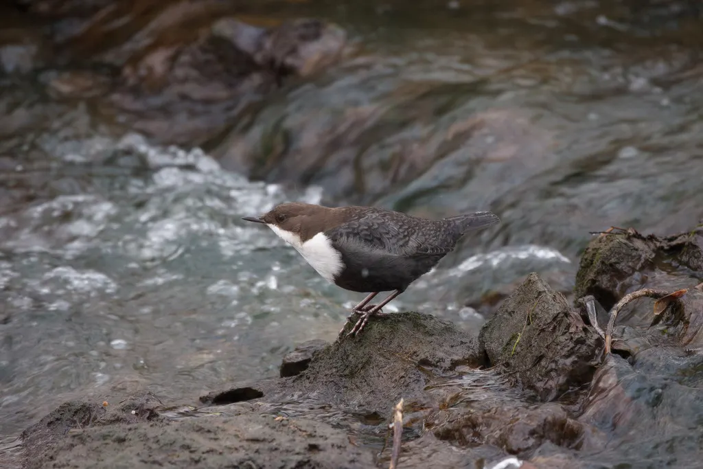 河乌（Cinclus cinclus）