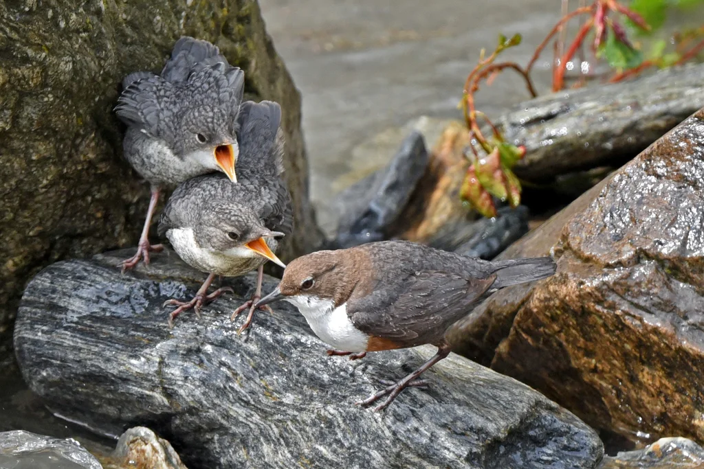 河乌（Cinclus cinclus）