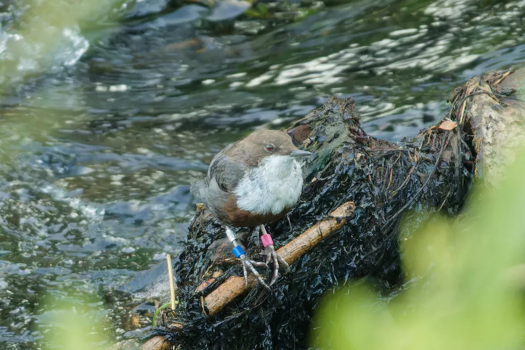 河乌（Cinclus cinclus）