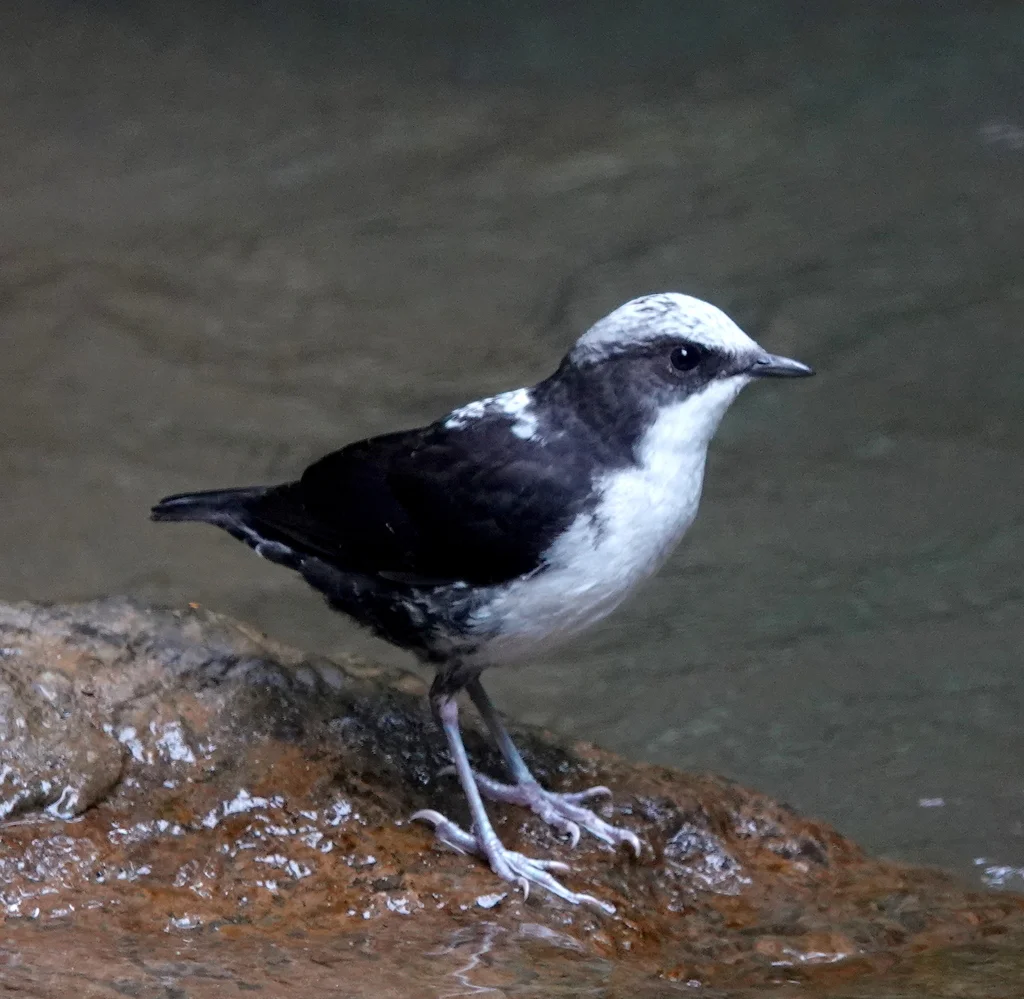 白顶河乌(Cinclus leucocephalus)