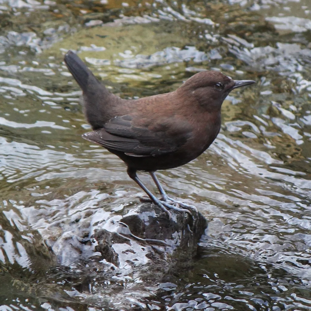 褐河乌(Cinclus pallasii)