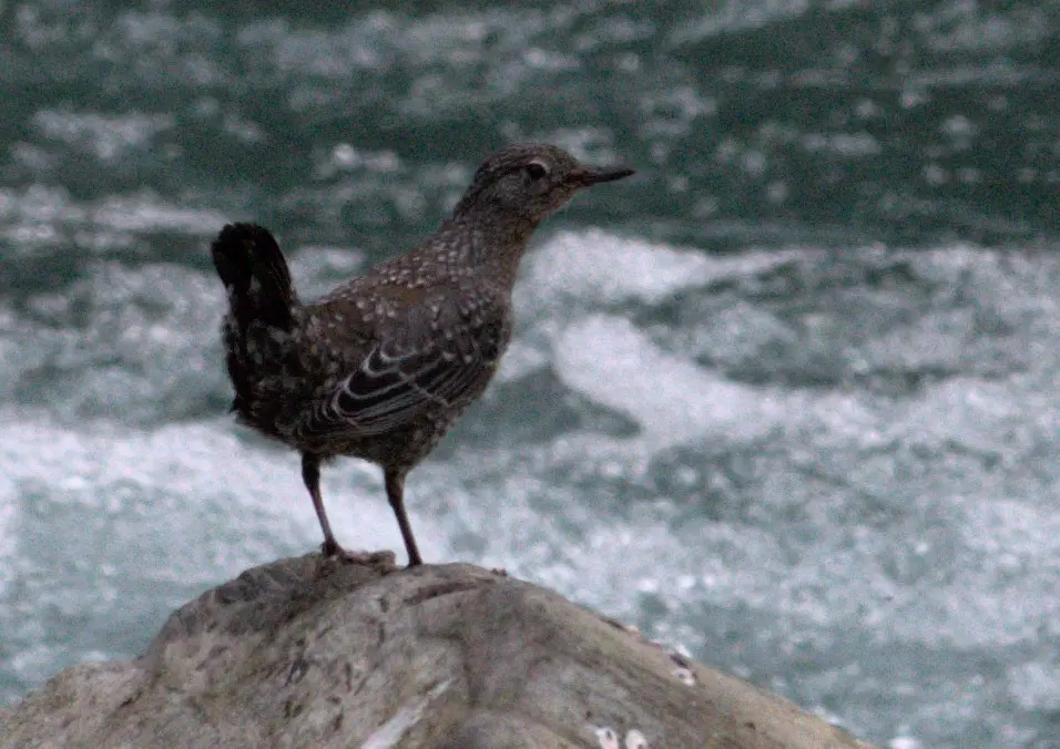 褐河乌(Cinclus pallasii)