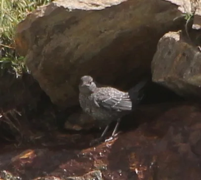 褐河乌(Cinclus pallasii)