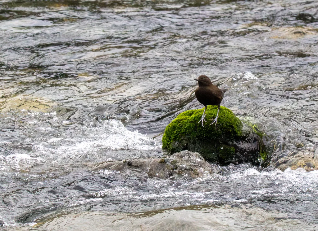 褐河乌(Cinclus pallasii)