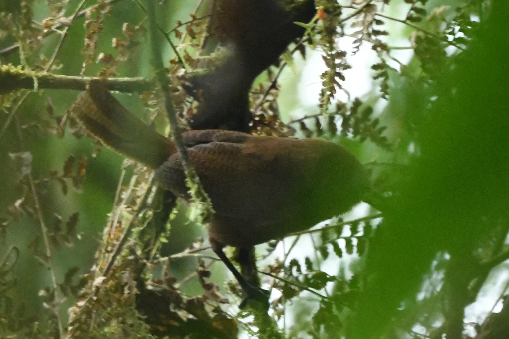 夏氏鹪鹩(Cinnycerthia olivascens)