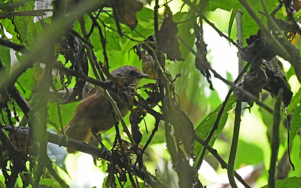 夏氏鹪鹩(Cinnycerthia olivascens)