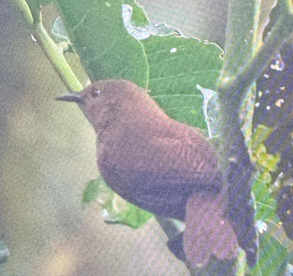 夏氏鹪鹩(Cinnycerthia olivascens)