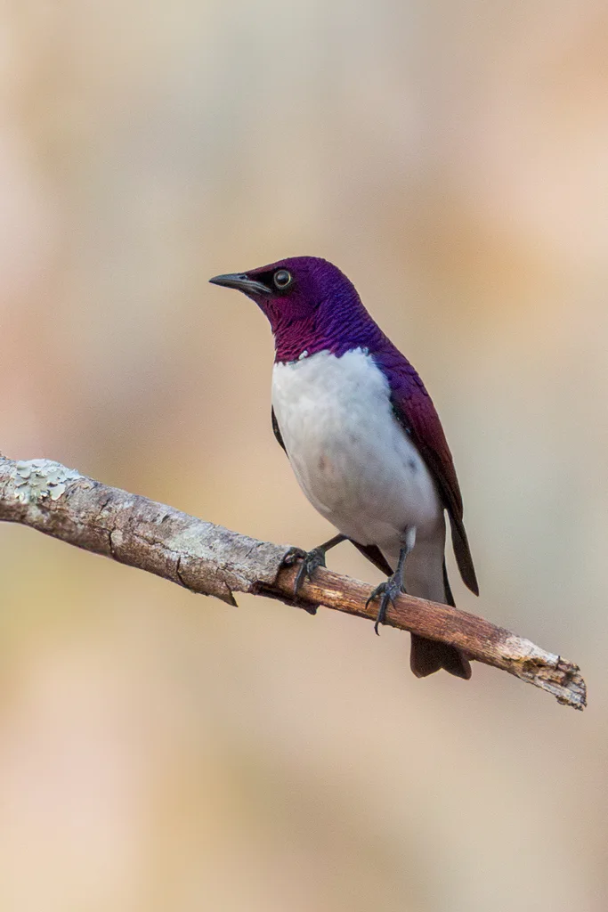 白腹紫椋鸟(Cinnyricinclus leucogaster)