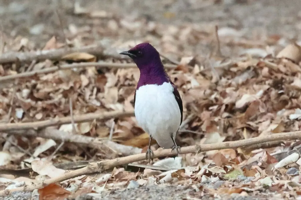 白腹紫椋鸟(Cinnyricinclus leucogaster)