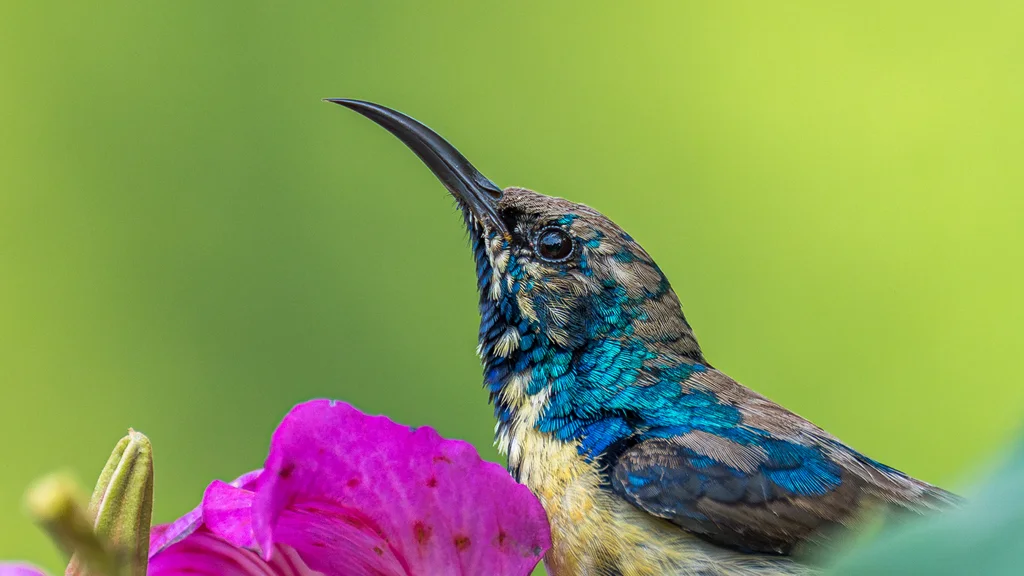紫色花蜜鸟（Cinnyris asiaticus）
