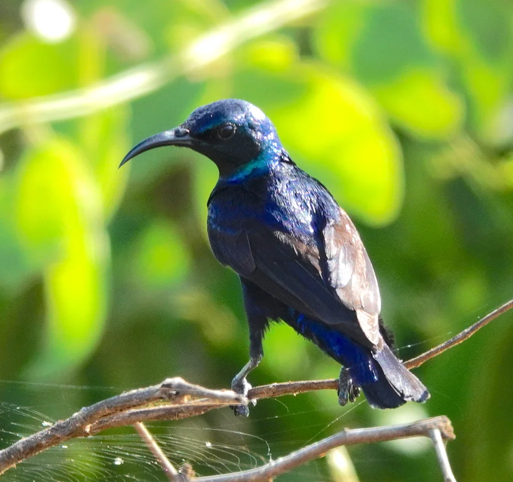 紫色花蜜鸟（Cinnyris asiaticus）