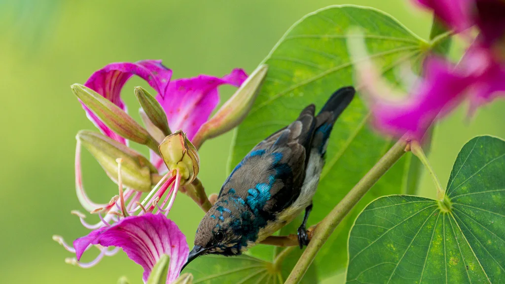 紫色花蜜鸟（Cinnyris asiaticus）