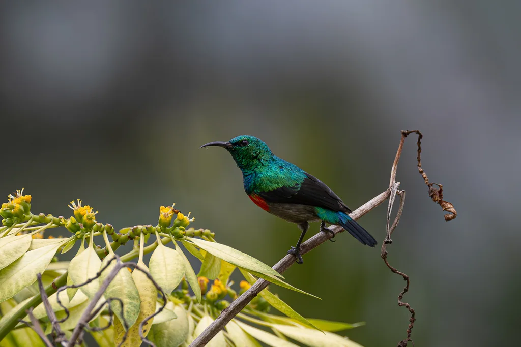 绿腹花蜜鸟(Cinnyris chloropygius)