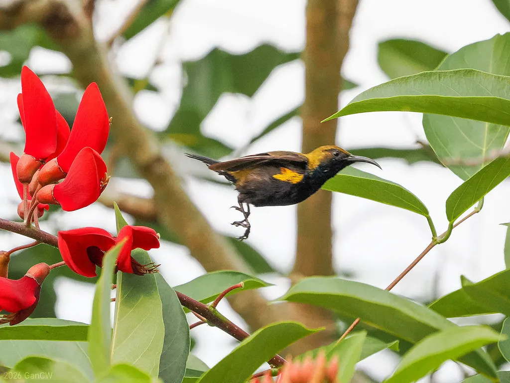 南摩鹿加花蜜鸟(Cinnyris clementiae)