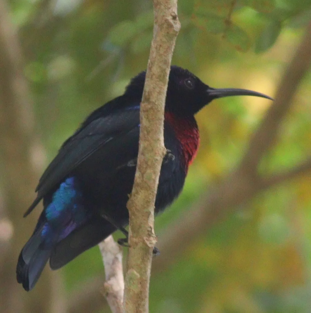 华丽花蜜鸟(Cinnyris coccinigastrus)