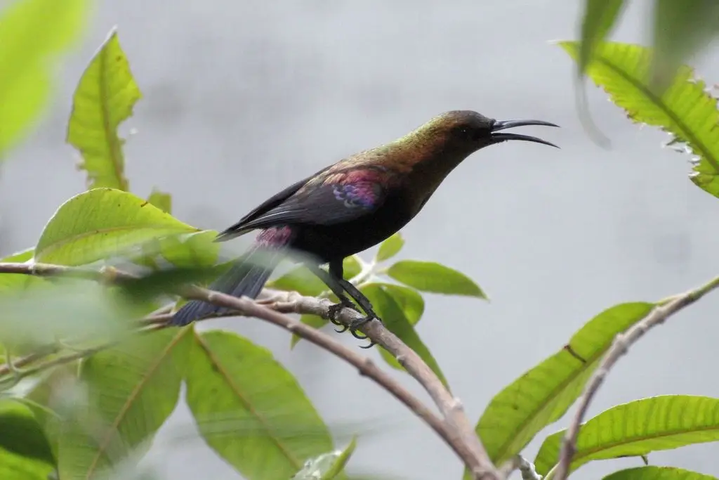 铜色花蜜鸟(Cinnyris cupreus)