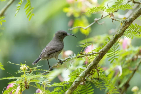 塞舌尔花蜜鸟