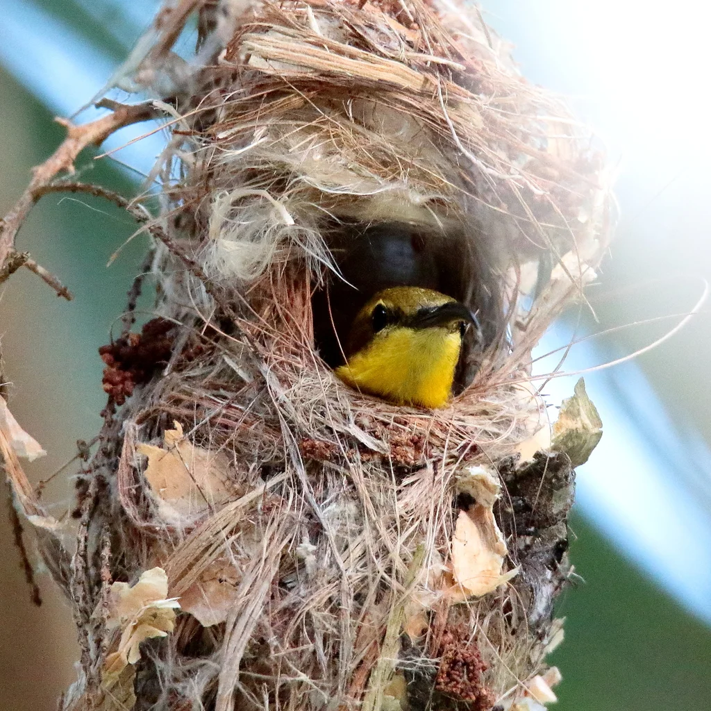 莎湖花蜜鸟（Cinnyris frenatus）