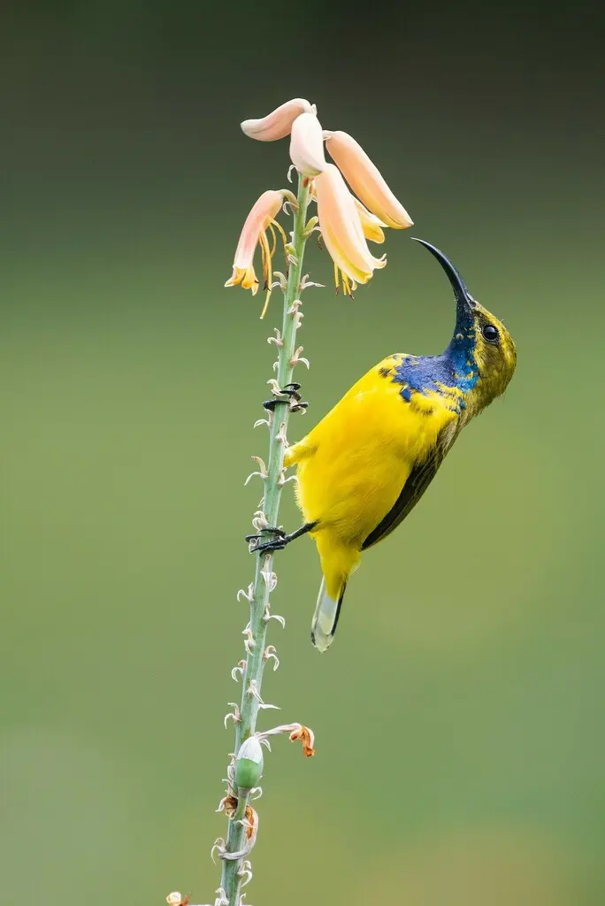 莎湖花蜜鸟（Cinnyris frenatus）