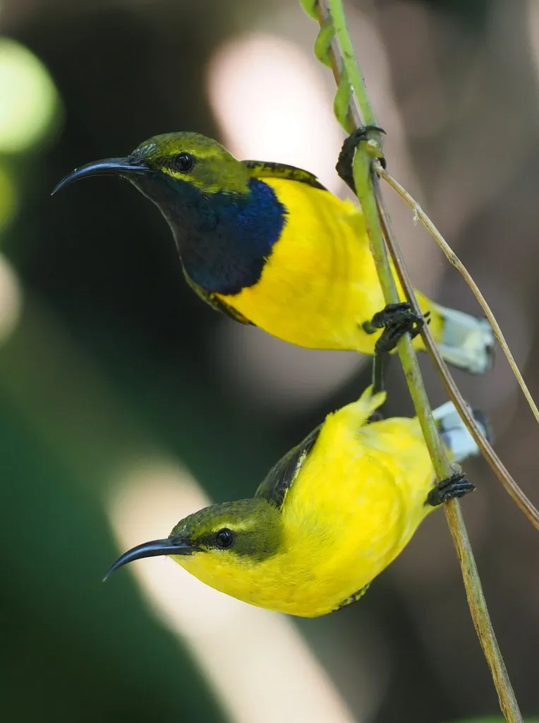 莎湖花蜜鸟（Cinnyris frenatus）