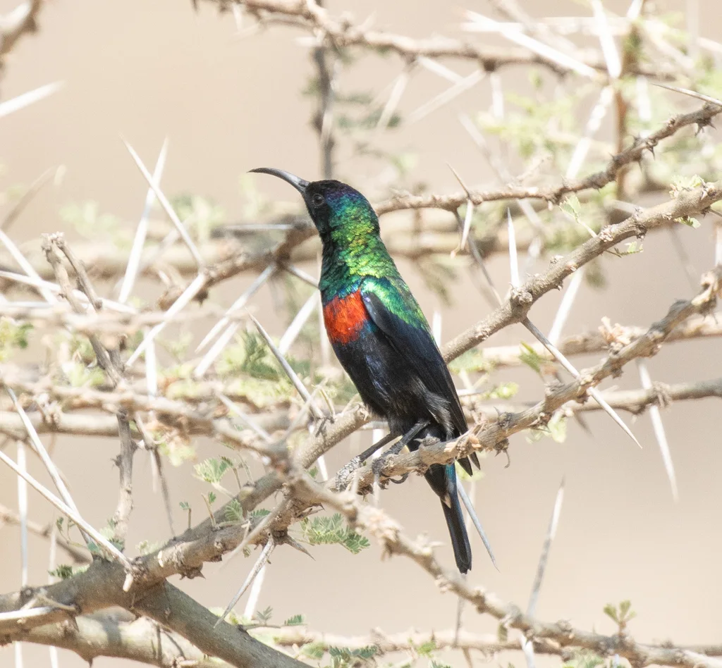 辉花蜜鸟(Cinnyris habessinicus)