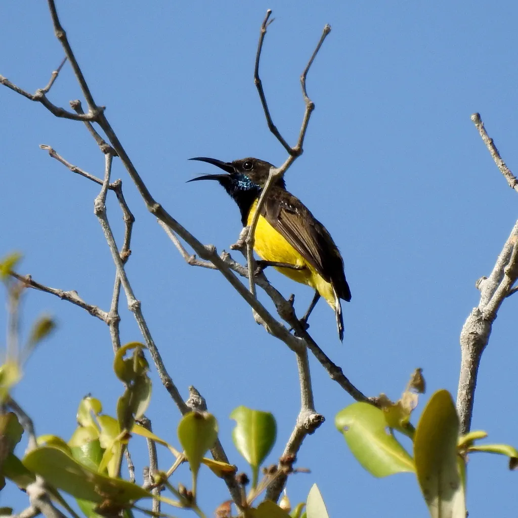 瓦卡托比花蜜鸟(Cinnyris infrenatus)