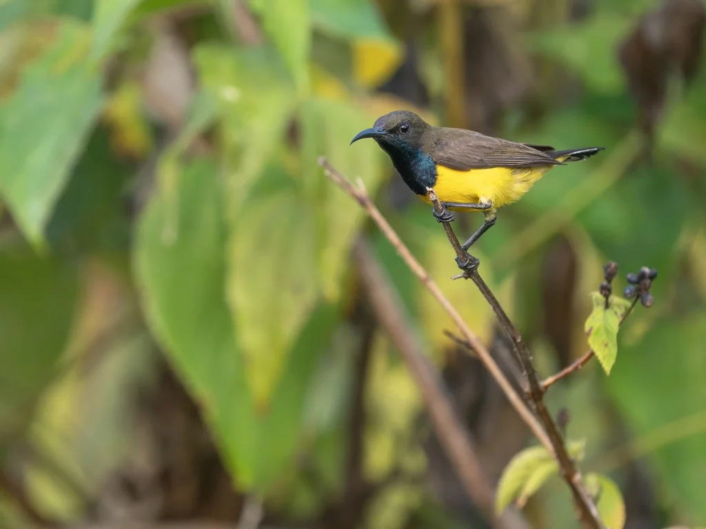 瓦卡托比花蜜鸟(Cinnyris infrenatus)