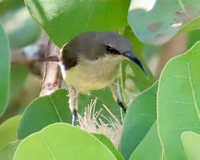 山林双领花蜜鸟(Cinnyris ludovicensis)