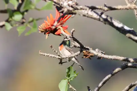 双领花蜜鸟