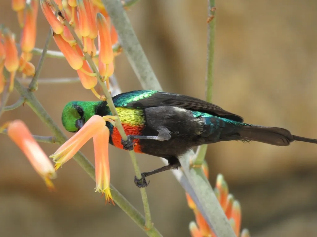 华美花蜜鸟(Cinnyris melanogastrus)