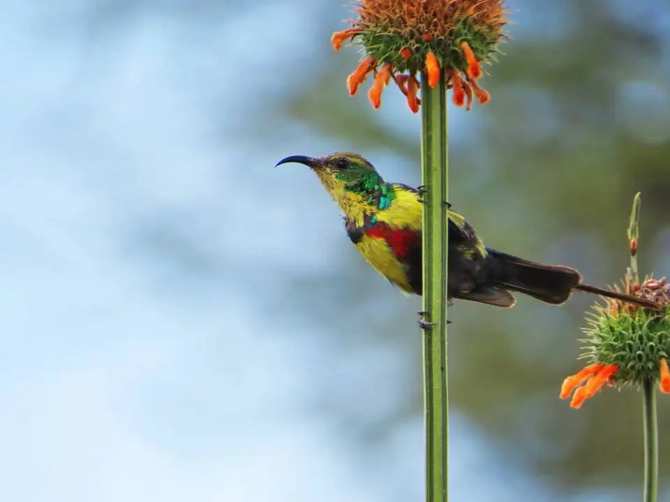 华美花蜜鸟(Cinnyris melanogastrus)