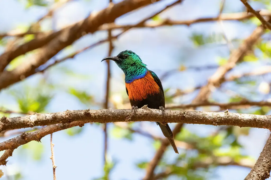 小黑腹花蜜鸟(Cinnyris nectarinioides)