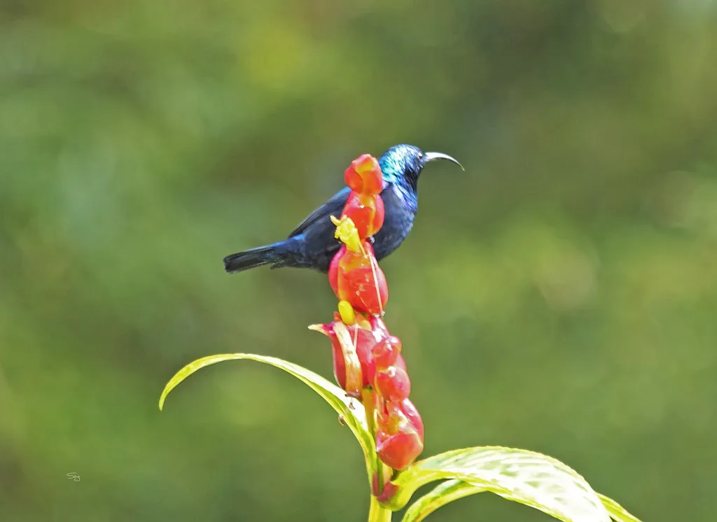 马岛花蜜鸟(Cinnyris notatus)