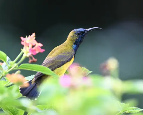黄腹花蜜鸟